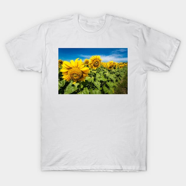 Sunny Sunflowers 1 T-Shirt by Robert Alsop